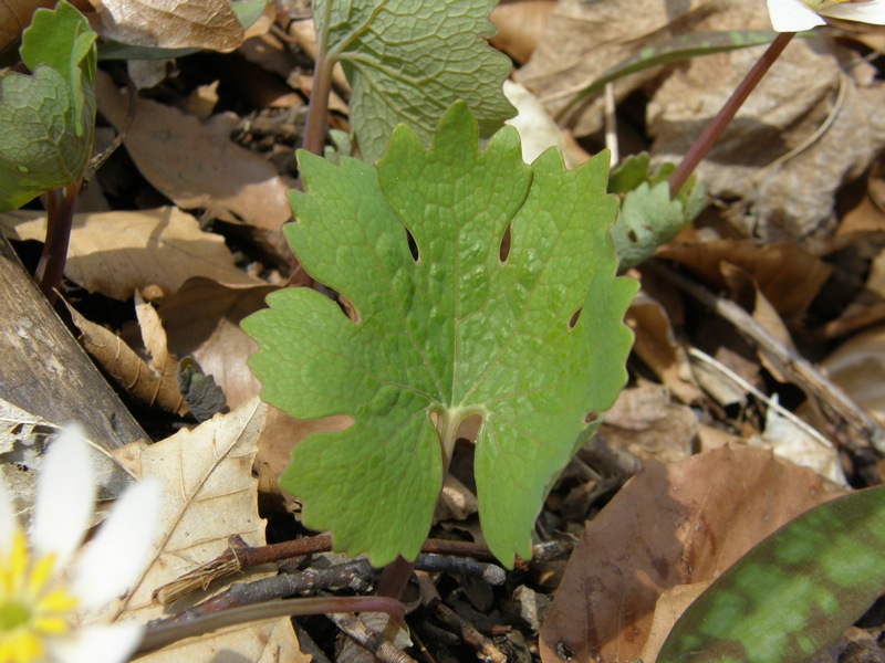 Bloodroot