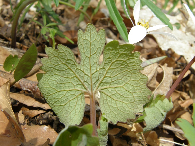 Bloodroot