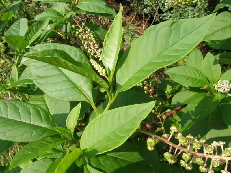 Pokeweed