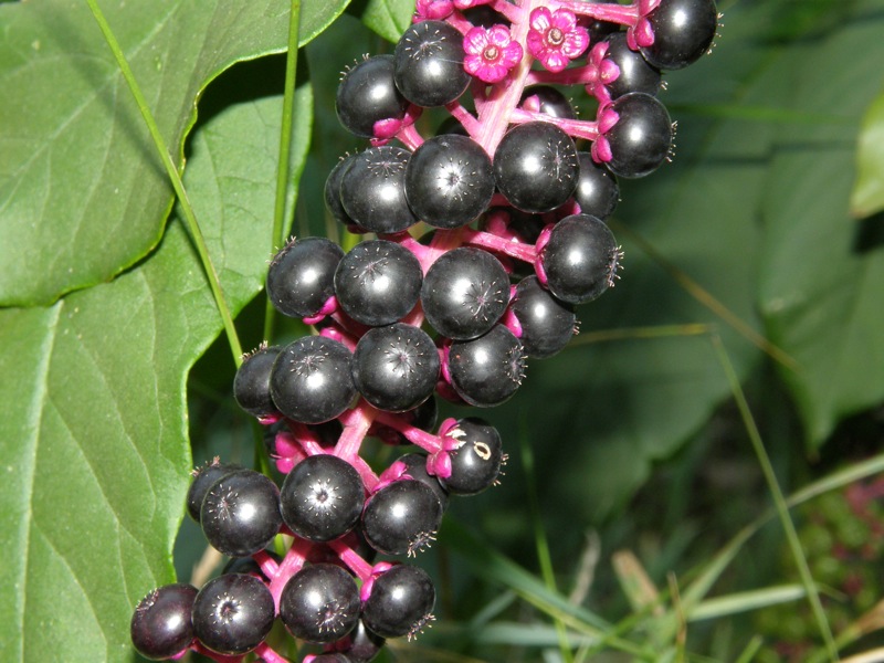 Pokeweed