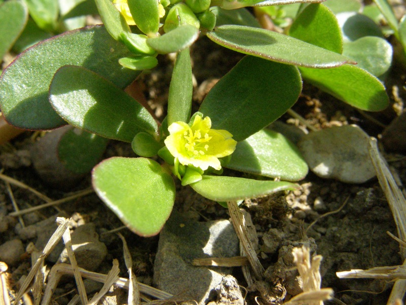 Common Purslane