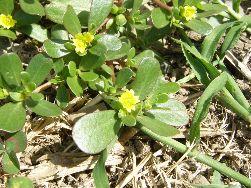 Common Purslane