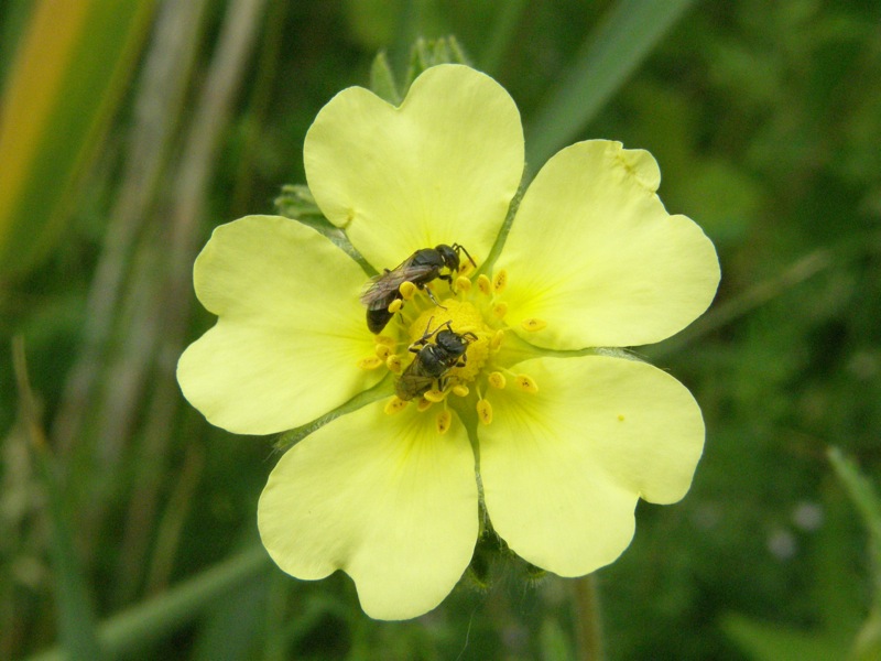 Rough-fruited Cinquefoil