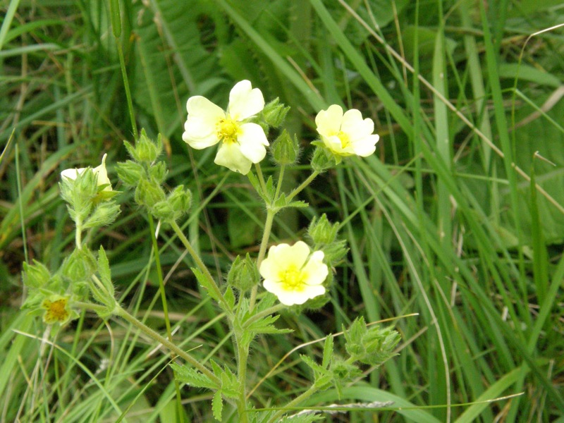 Rough-fruited Cinquefoil
