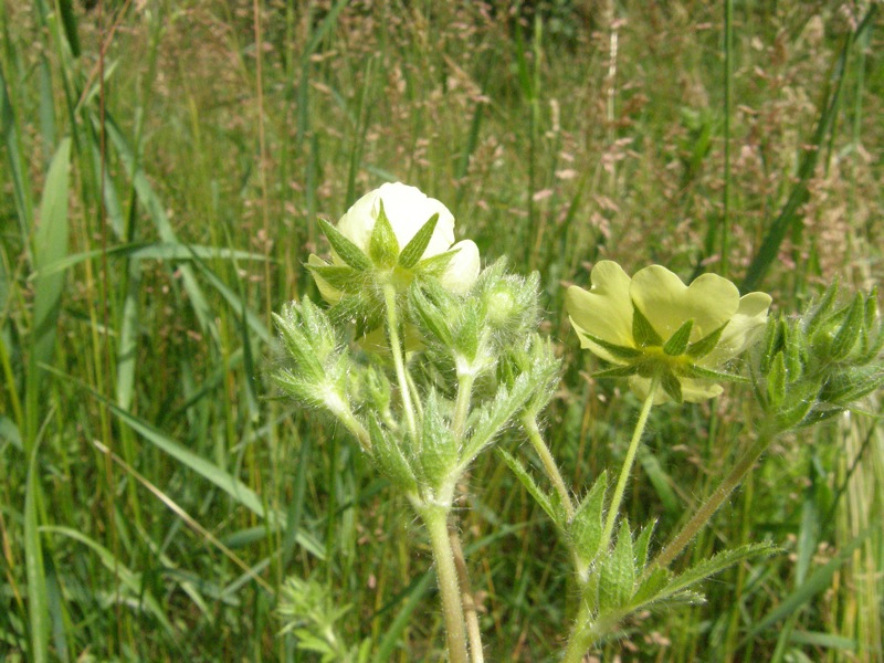 Rough-fruited Cinquefoil