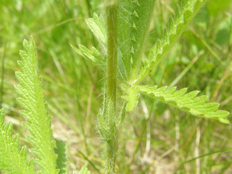 Rough-fruited Cinquefoil