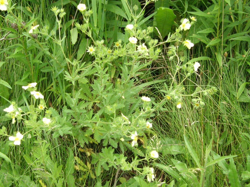 Rough-fruited Cinquefoil