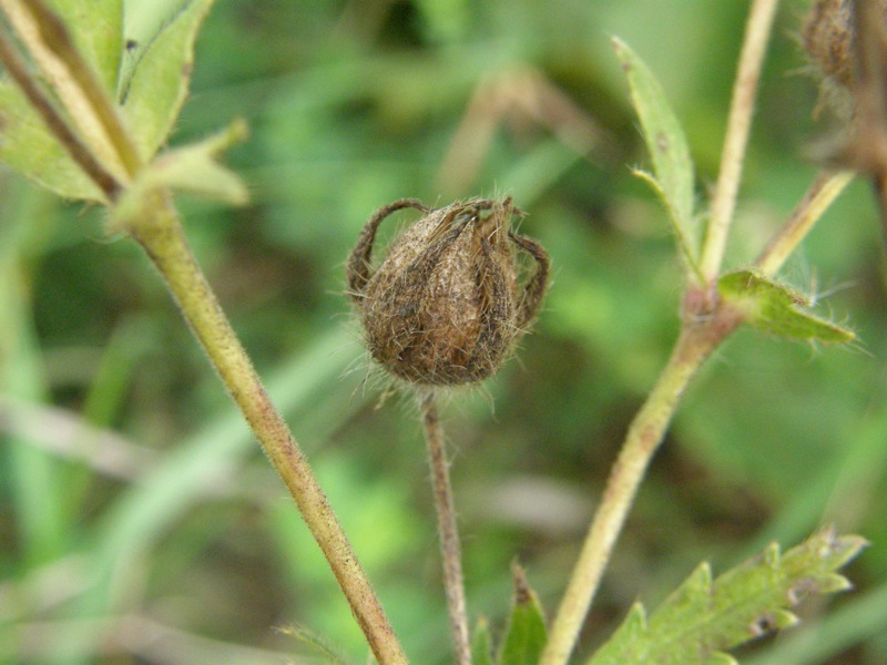 Rough-fruited Cinquefoil