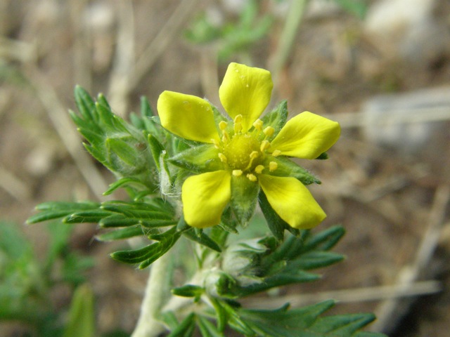Silvery Cinquefoil