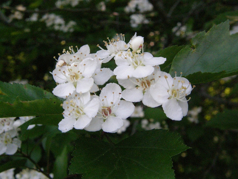 Hawthorn