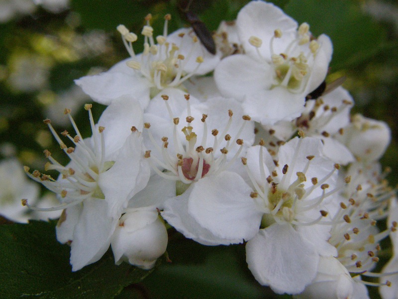 Hawthorn