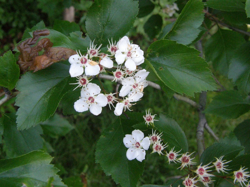 Hawthorn