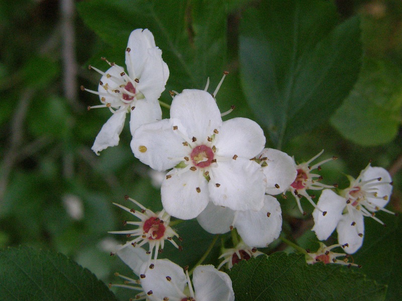 Hawthorn