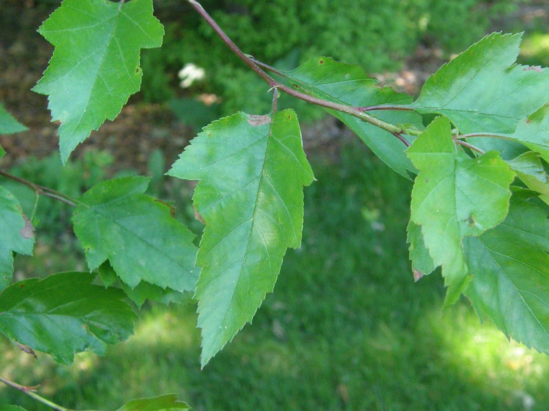 Hawthorn