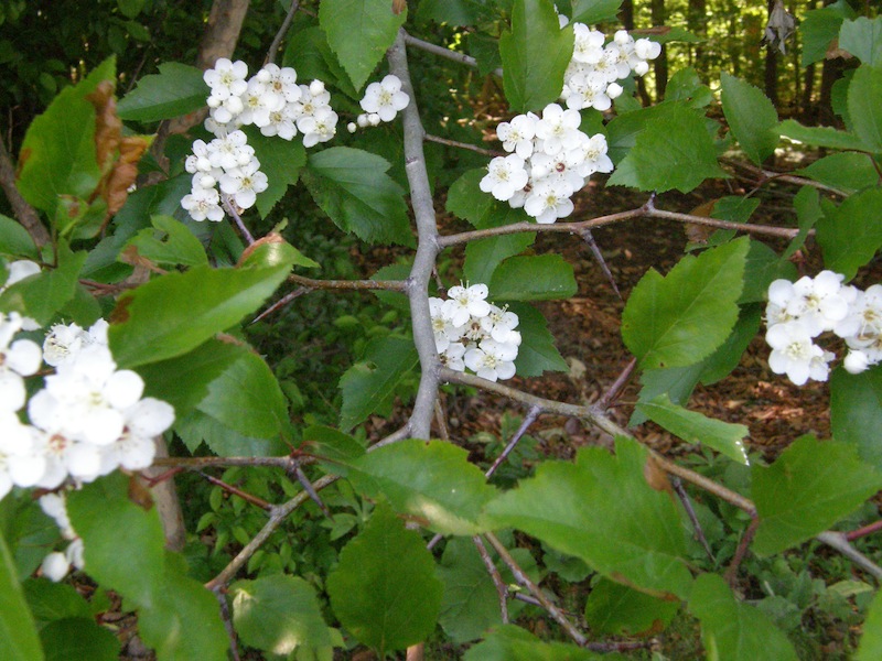 Hawthorn