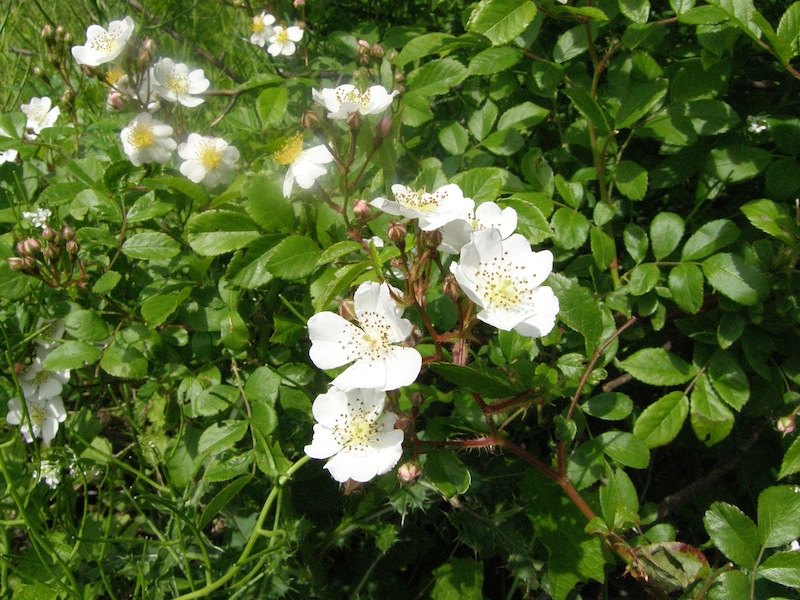 Multiflora Rose