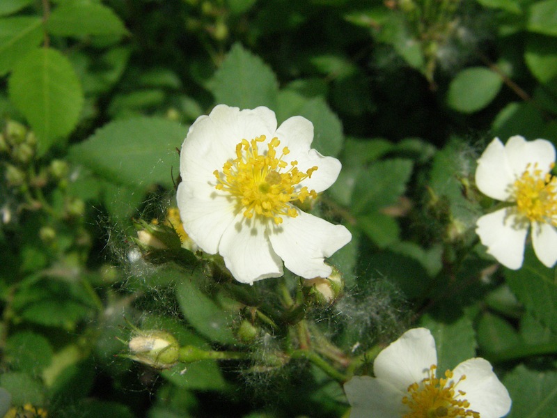 Multiflora Rose