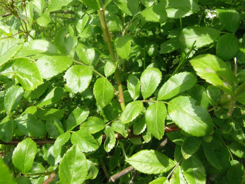 Multiflora Rose