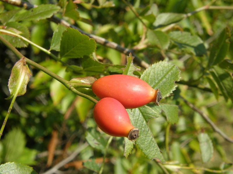 Multiflora Rose