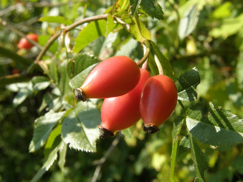 Multiflora Rose