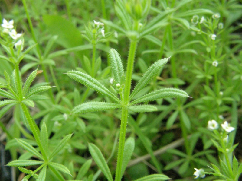 Cleavers