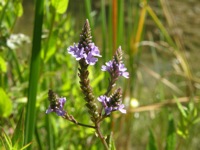 Blue Vervain