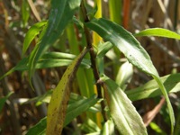 New York Aster Leaves