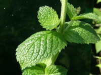 Apple Mint Leaves