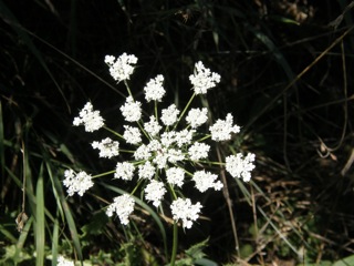 Queen Anne's Lace